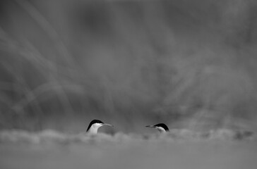 A pair of White-cheeked Tern at Asker marsh, Bahrain