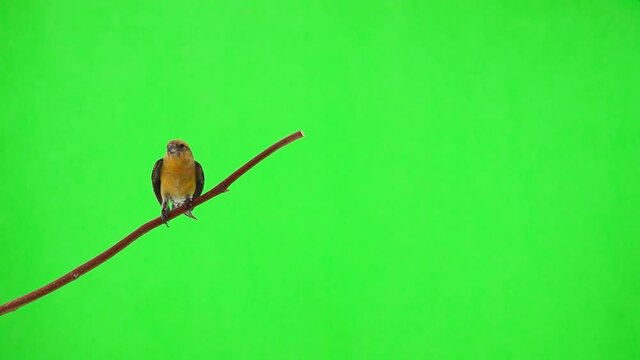 female yellow crossbill flies on a branch and flies away, green screen, slow motion