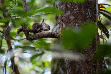 Squirrel photographed stretching in the trees