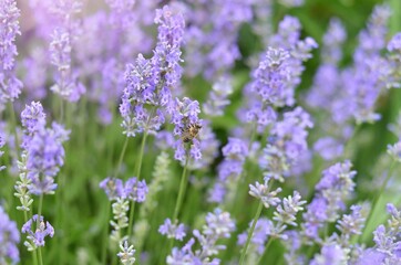 Fototapeta na wymiar Honey bee pollinate flowers of lavender angustifolia growing in own garden, selective focus.