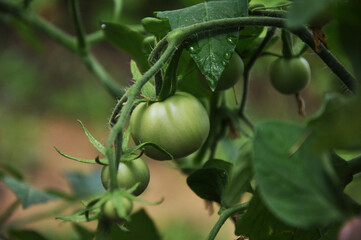  ovary of tomatoes in greenhouse