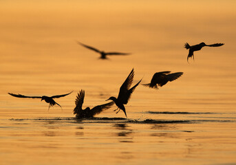 Silhouette of White-cheeked Terns fishing at Tubli bay, Bahrain