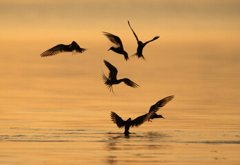 Silhouette of White-cheeked Terns fishing at Tubli bay, Bahrain