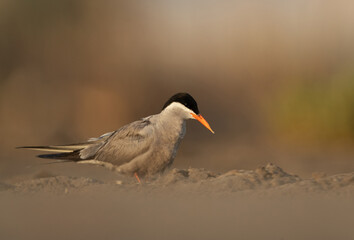White-cheeked Tern at Asker marsh, Bahrain