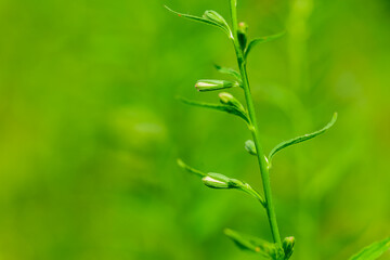 Green grass with leaves on a green blurred background. Plant. Natural concept, copy space. Macro.