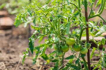 Green tomatoes grow on a bush. Vegetables, harvest. Agriculture. Ripening of plants in the garden. Selective focus.