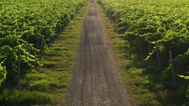 Slow flight over a gravel road between vineyards in Italy. Smooth movement in the Italian vineyard plantations. Vine of grapes on the plantation. Rows of Italian vineyards.
