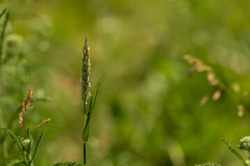Meadow grass with small insects on a green blurred background. Summer concept. Copy space. Macro. Selective focus.