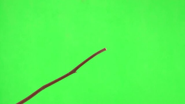 female yellow crossbill jump on branch on a green screen and runs away