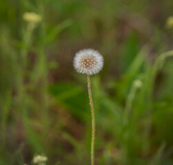 White dandelion on a green background. Flower seeds. Macro. Selective focus. Copy space. Summer concept.