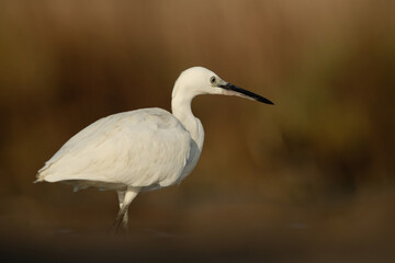 Little Egret at Asker marsh, Bahrain