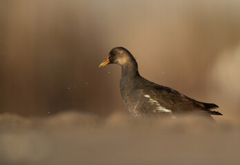 Closeup of a subadult Moorhen at Asker marsh, Bahrain