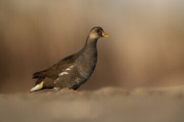 Moorhen at Asker marsh, Bahrain