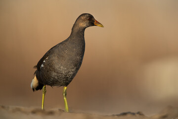 Closeup of a Common Moorhen at Asker marsh, Bahrain