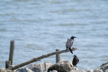 Pair of Crows Along the Lakefront