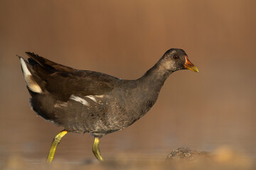 Portrait of a Common Moorhen at Asker marsh, Bahrain