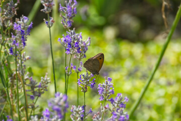 Meadow brown (maniola jurtina) butterfly perched on lavender in Zurich, Switzerland