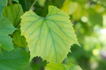 green Grape leaves in the garden, close-up