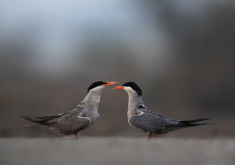 A pair of White-cheeked Terns at Asker marsh, Bahrain