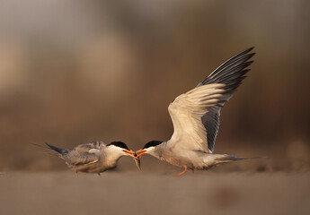 Fototapeta premium White-cheeked Tern feeding his mate at Asker marsh, Bahrain