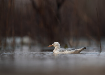 Sender-billed gull moving away at Asker marsh, Bahrain