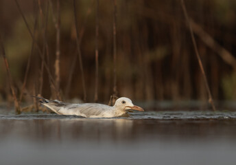 Sender-billed gull fishing at Asker marsh, Bahrain