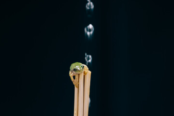 Frog bathing in water