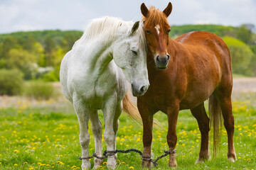White and brown horses graze in the meadow