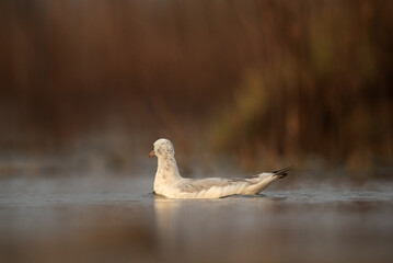 Sender-billed gull swimming at Asker marsh, Bahrain