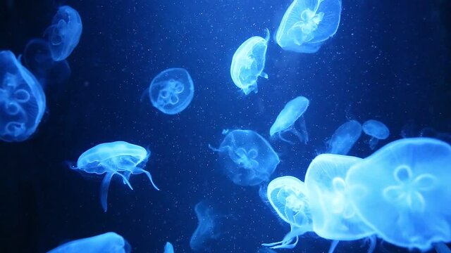 Jellyfish in a brightly colored aquarium