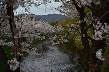 上田城の桜