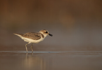 Kentish Plover wading at Asker Marsh, Bahrain