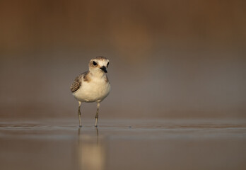 A Kentish Plover at Asker Marsh, Bahrain