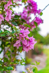 Trees and flowers in Miami, Florida