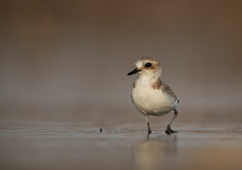 Closeup of  Kentish Plover at Asker Marsh, Bahrain