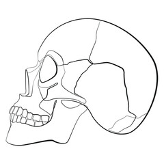 Human skull side view line drawing on white isolated background