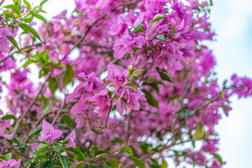 Fototapeta na wymiar Trees and flowers in Miami, Florida