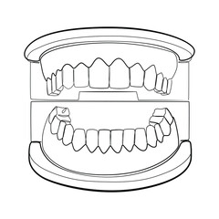 Artificial model teeth line art on white isolated background