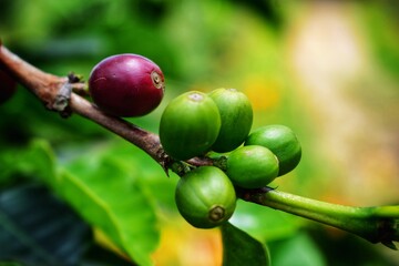 gooseberries on a branch