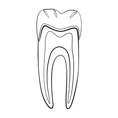 Tooth cut line drawing on white isolated background