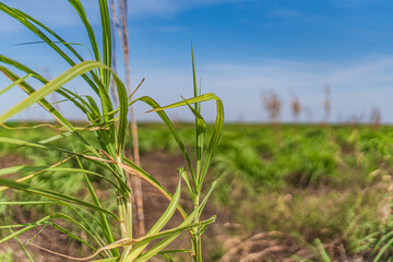 Trees and flowers in Miami, Florida