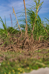 Naklejka premium Trees and flowers in Miami, Florida