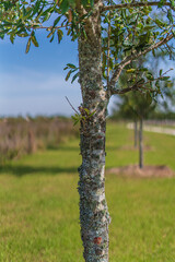 Fototapeta premium Trees and flowers in Miami, Florida