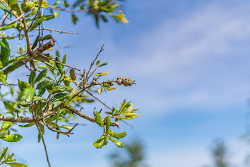 Trees and flowers in Miami, Florida