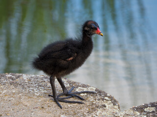 Cute moorhen nestling at lake on colored blurred water surface background © Gabdulvachit