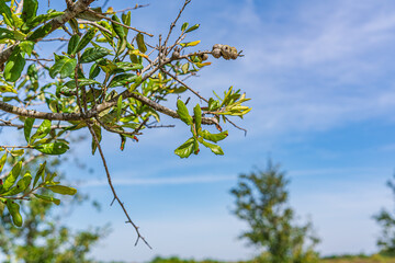 Trees and flowers in Miami, Florida