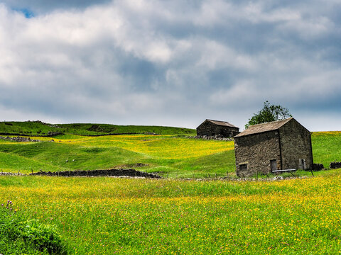 Buttercups in a meadow with barns and dry stone walls and cloudy skies. A Summers day. Yockenthwaite. Yorkshire Dales National Park.