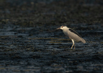 Black-crowned Night Heron at Tubli bay