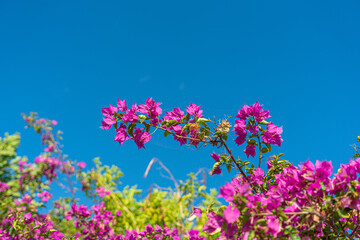 Obraz na płótnie Canvas Trees and flowers in Miami, Florida