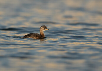 Juvenile Little grebe swimming in Buhair lake, Bahrain